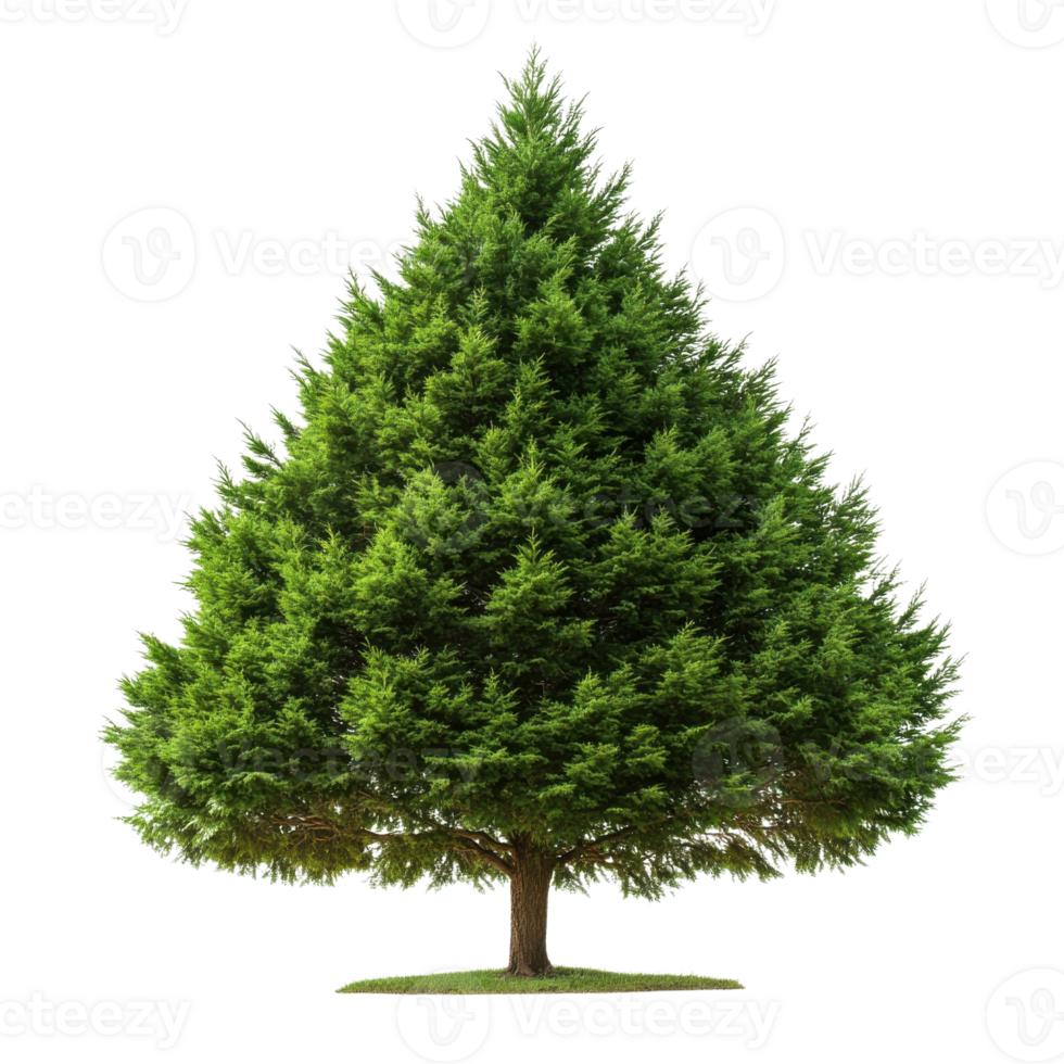 Cypress Tree Isolated on White on transparent background. png