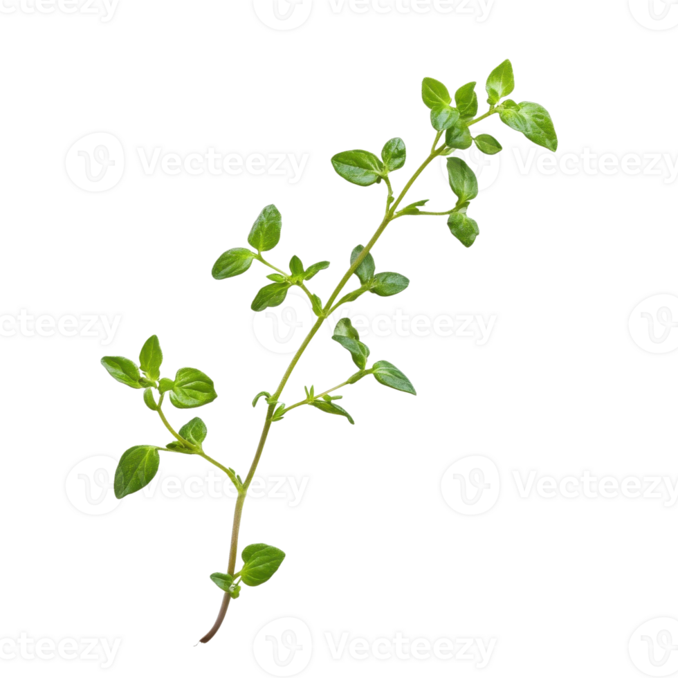 Culinary Thyme Sprig on White on transparent background. png