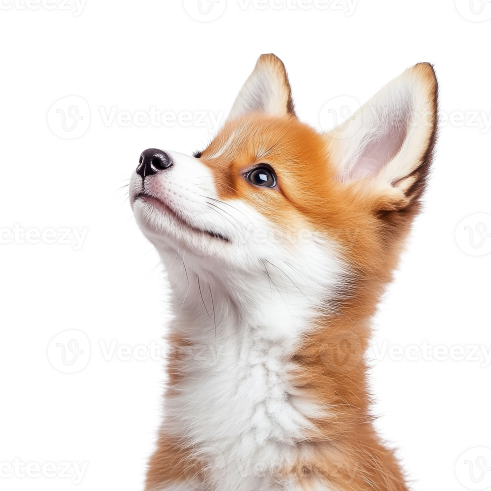Adorable Fox Puppy Looking Up on transparent background. png