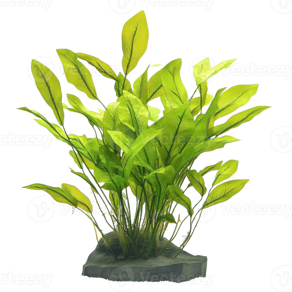 Vibrant Aquatic Plant Close Up on transparent background. png
