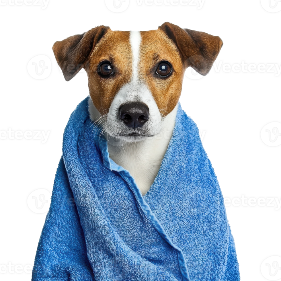 Dog in Blue Towel White Background on transparent background. png