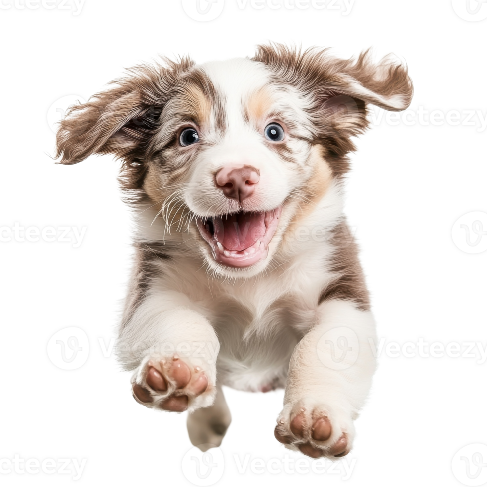 Playful Puppy Energy and Charm on transparent background. png