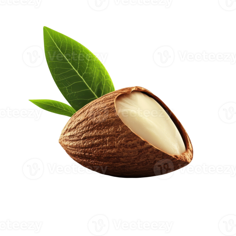 Single Almond Macro Shot on transparent background. png