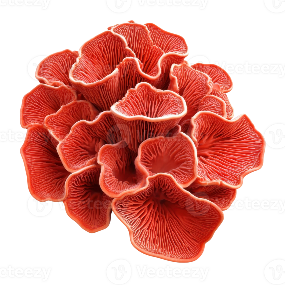 Vibrant Red Coral Mushroom Close Up on transparent background. png
