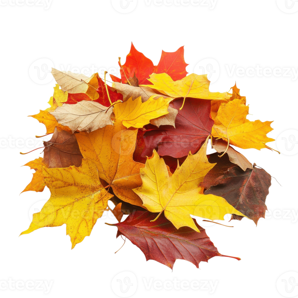 Autumn Leaves Pile Isolated White on transparent background. png