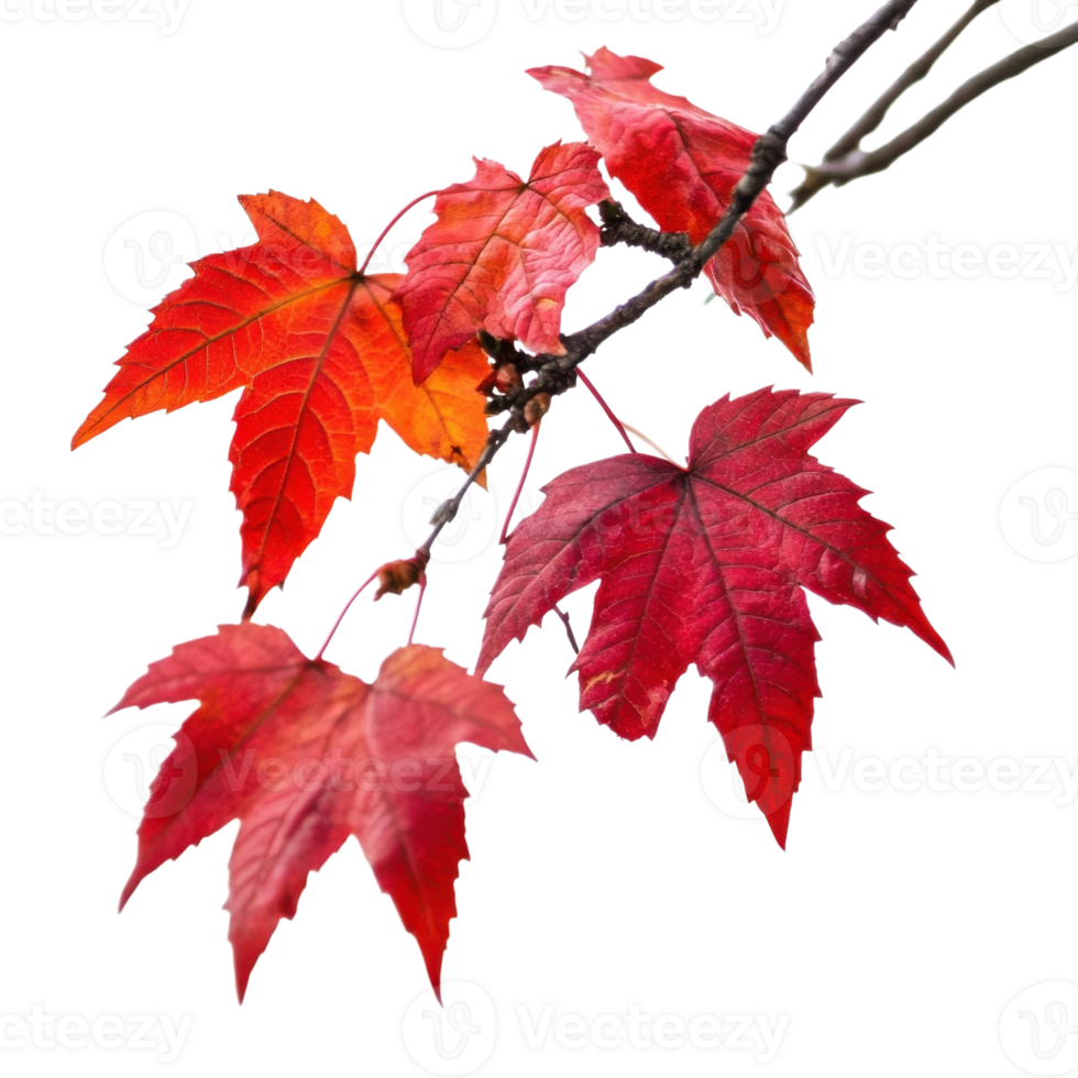 Autumn Maple Leaves Branch on transparent background. png