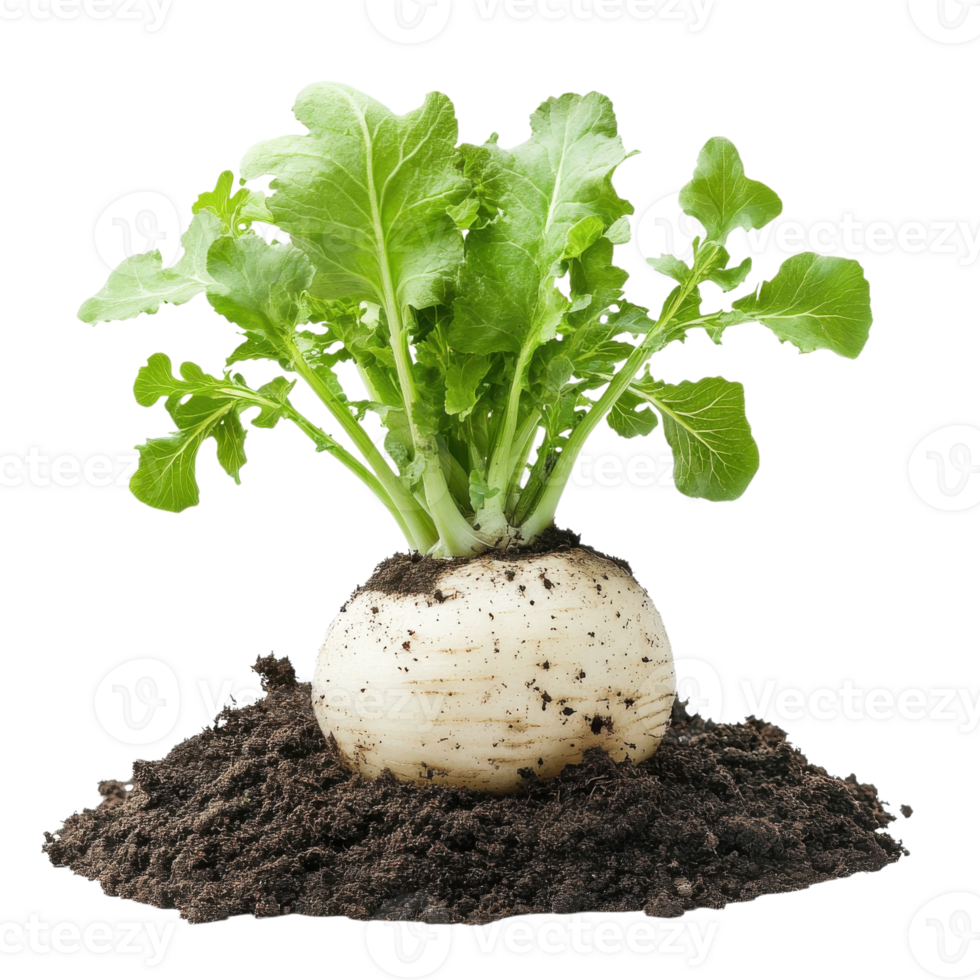 Fresh Turnip Growing in Soil on transparent background. png