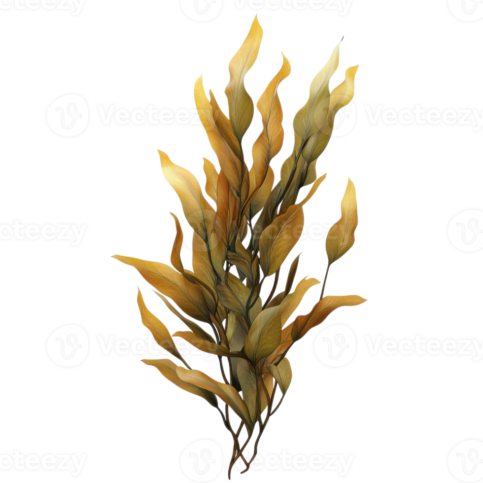 Giant Kelp Underwater Scene on transparent background. png