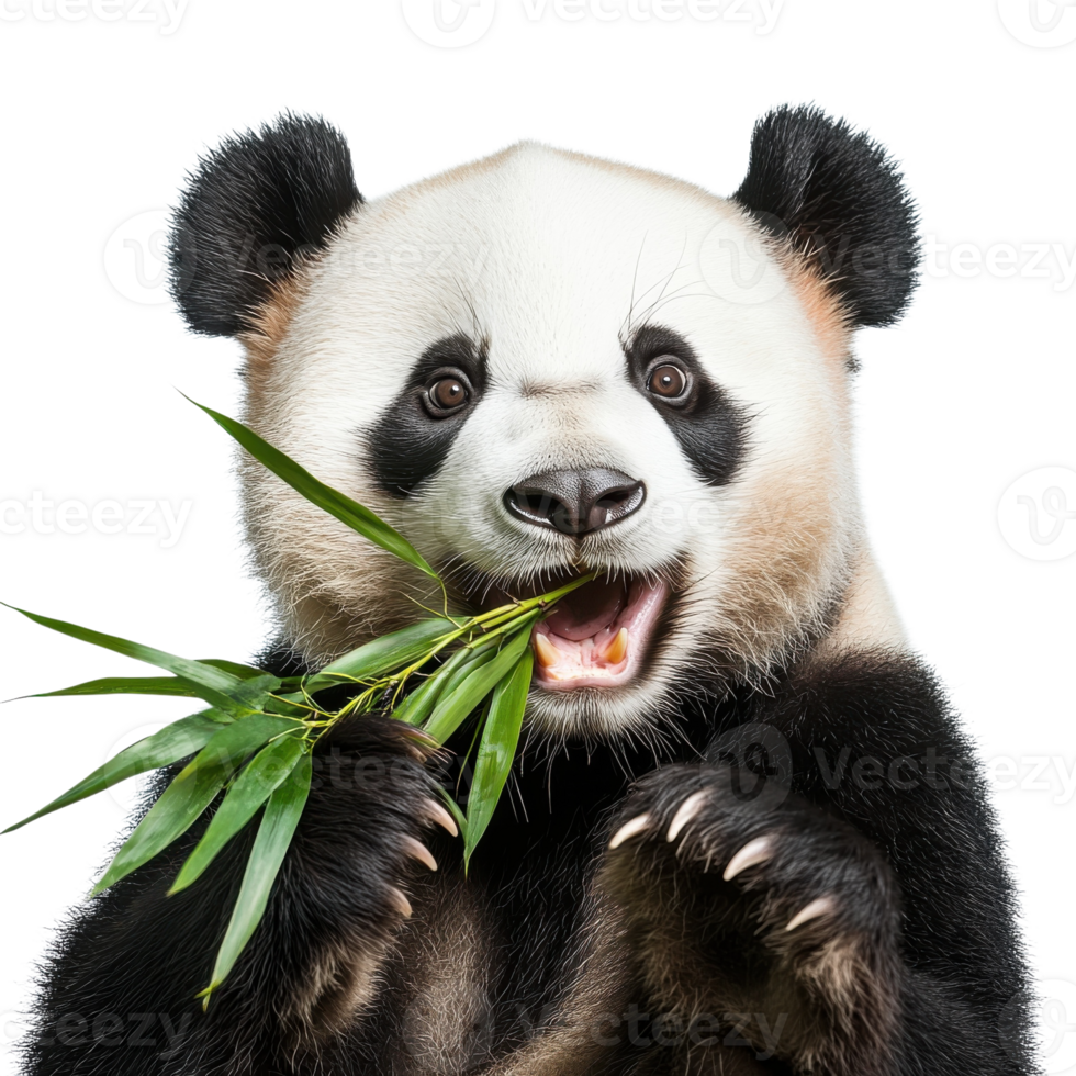 Giant Panda Close Up Portrait on transparent background. png