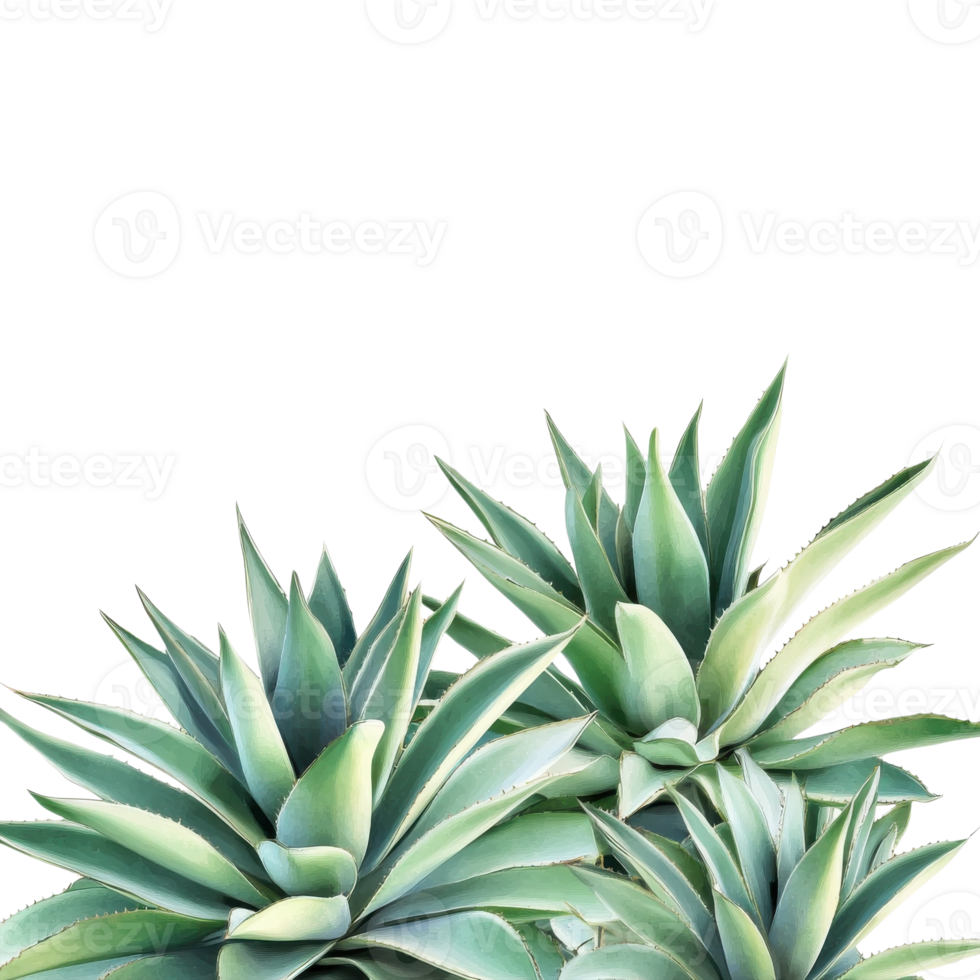 Lush Agave Plants in Desert Bloom on transparent background. png