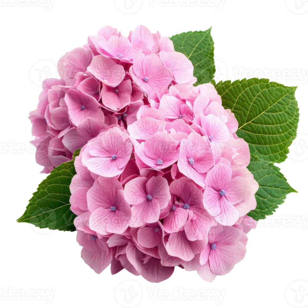 Pink Hydrangea Flower Bouquet on transparent background. png