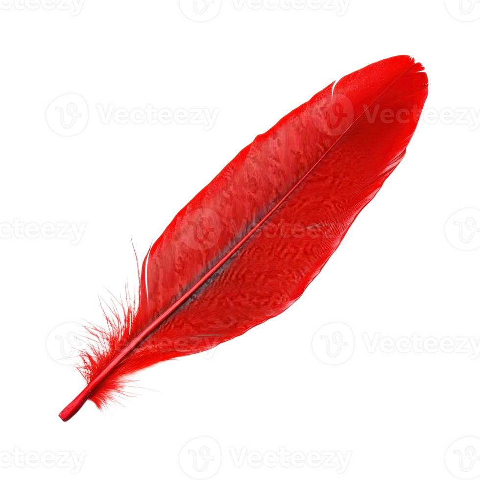 Red Feather Close Up Detail on transparent background. png