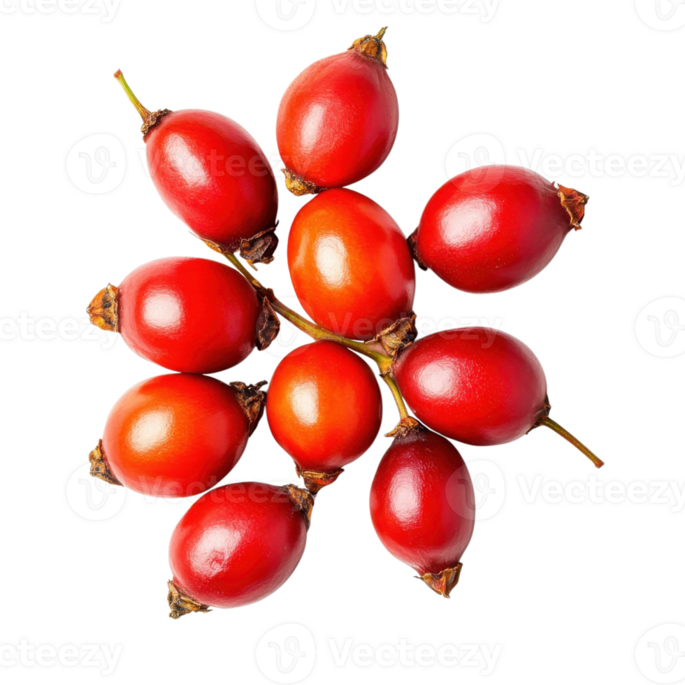 Rosehip Berries Isolated Background on transparent background. png