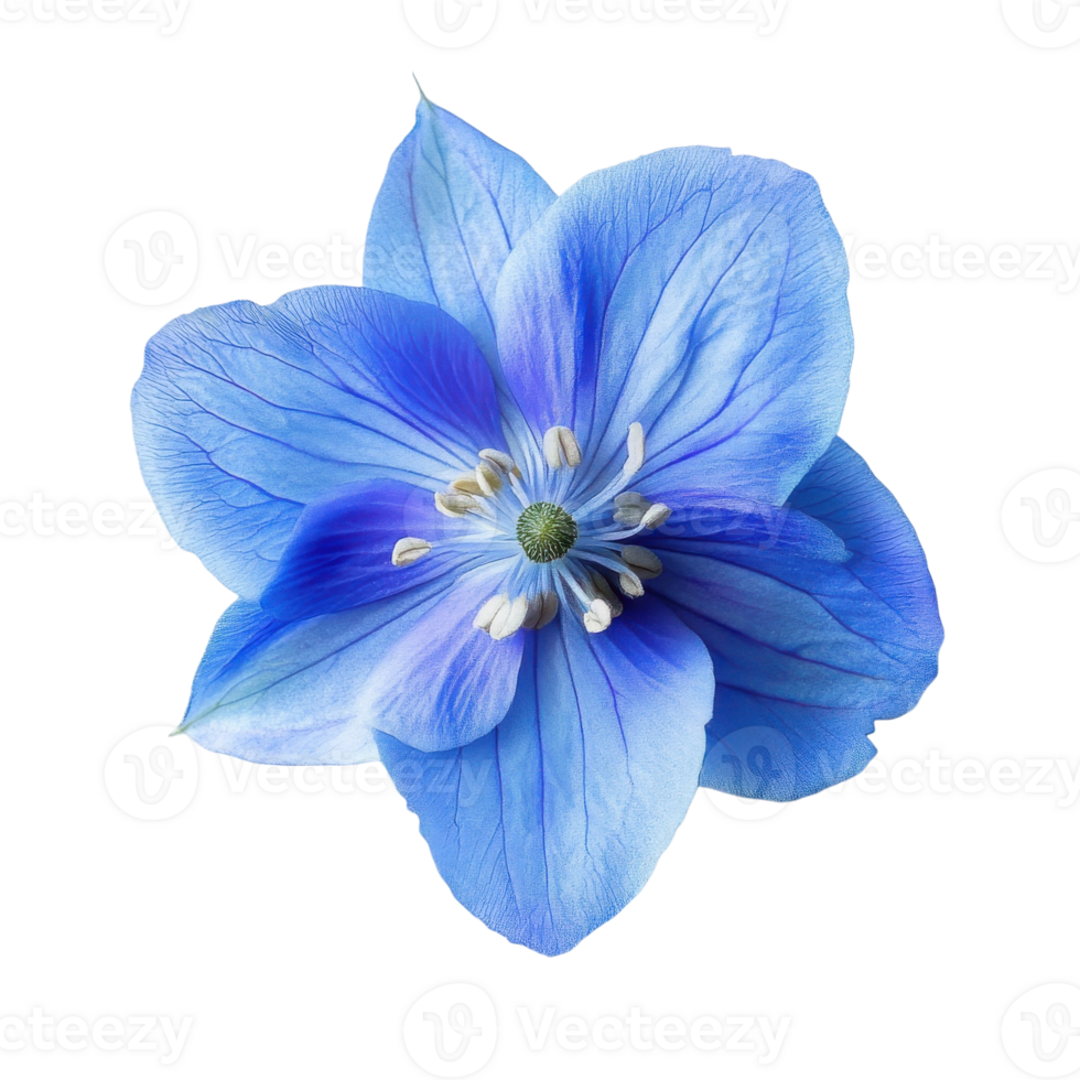 Single Delphinium Flower White Background on transparent background. png