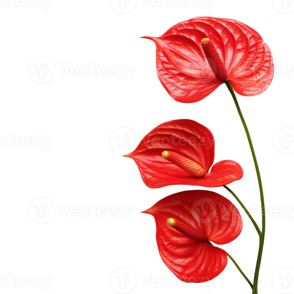 Vibrant Red Anthurium Bloom on transparent background. png