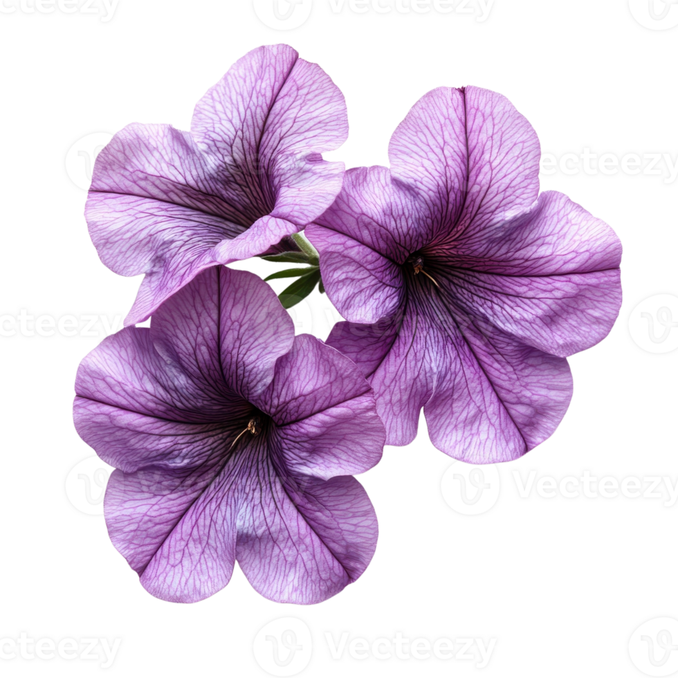 Vibrant Petunia Blooms Isolated on transparent background. png