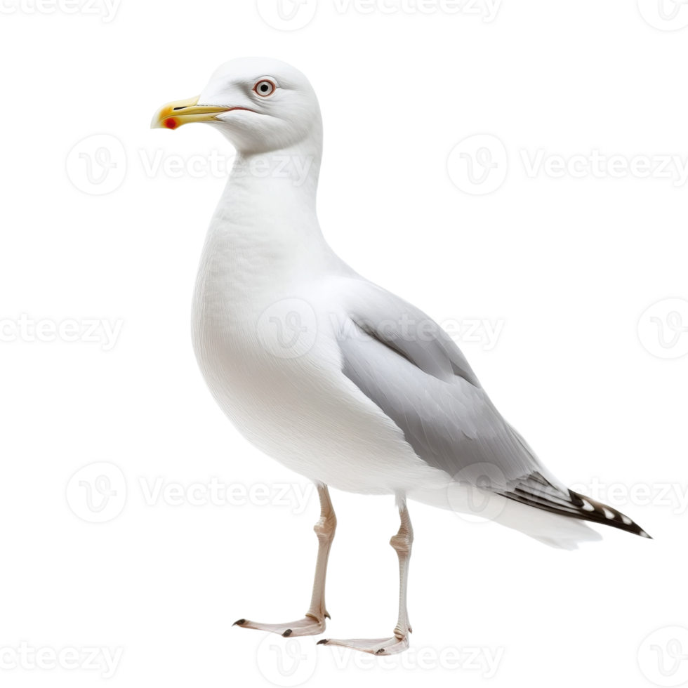 White Seagull Isolated Background on transparent background. png
