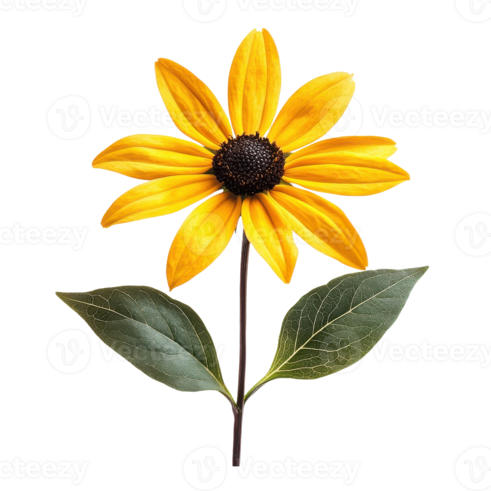 Yellow Rudbeckia Flower Macro Shot on transparent background. png