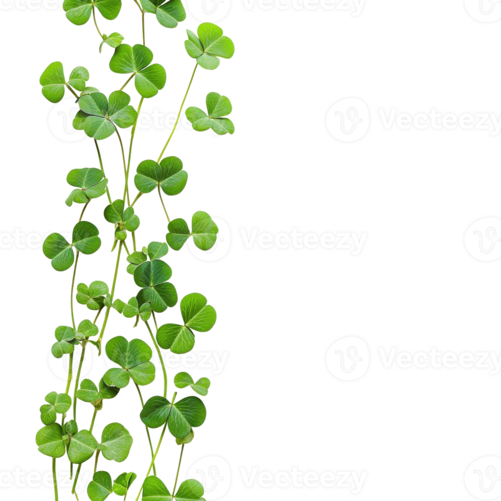 Green Clover Leaves Line Vibrant on transparent background. png