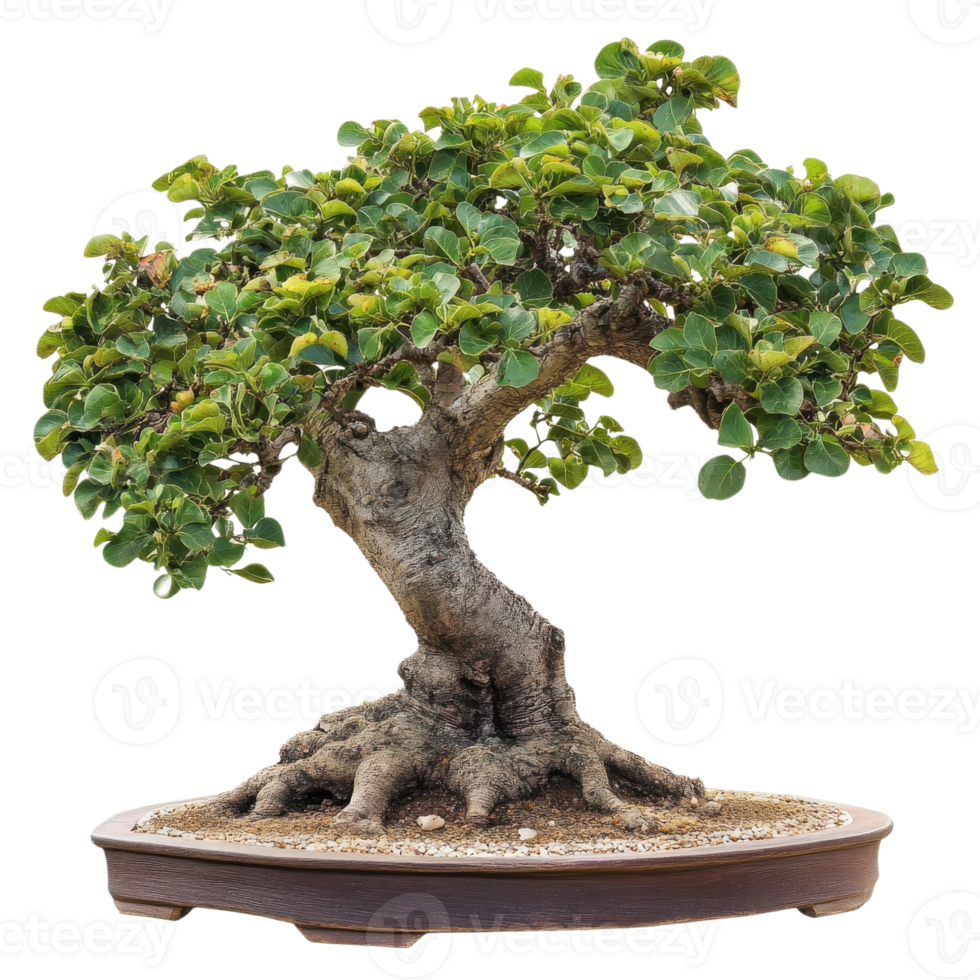 Majestic Fig Tree on White on transparent background. png