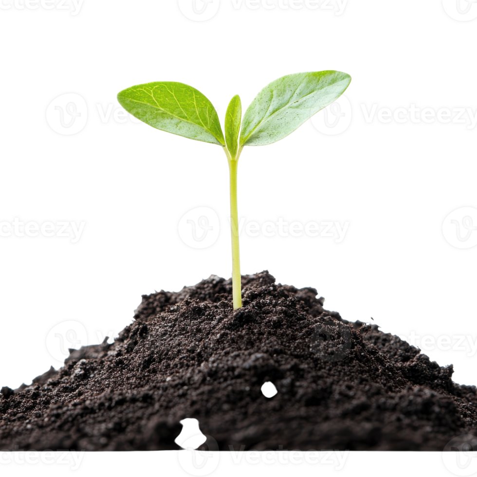 Green Sprout Growth in Soil on transparent background. png