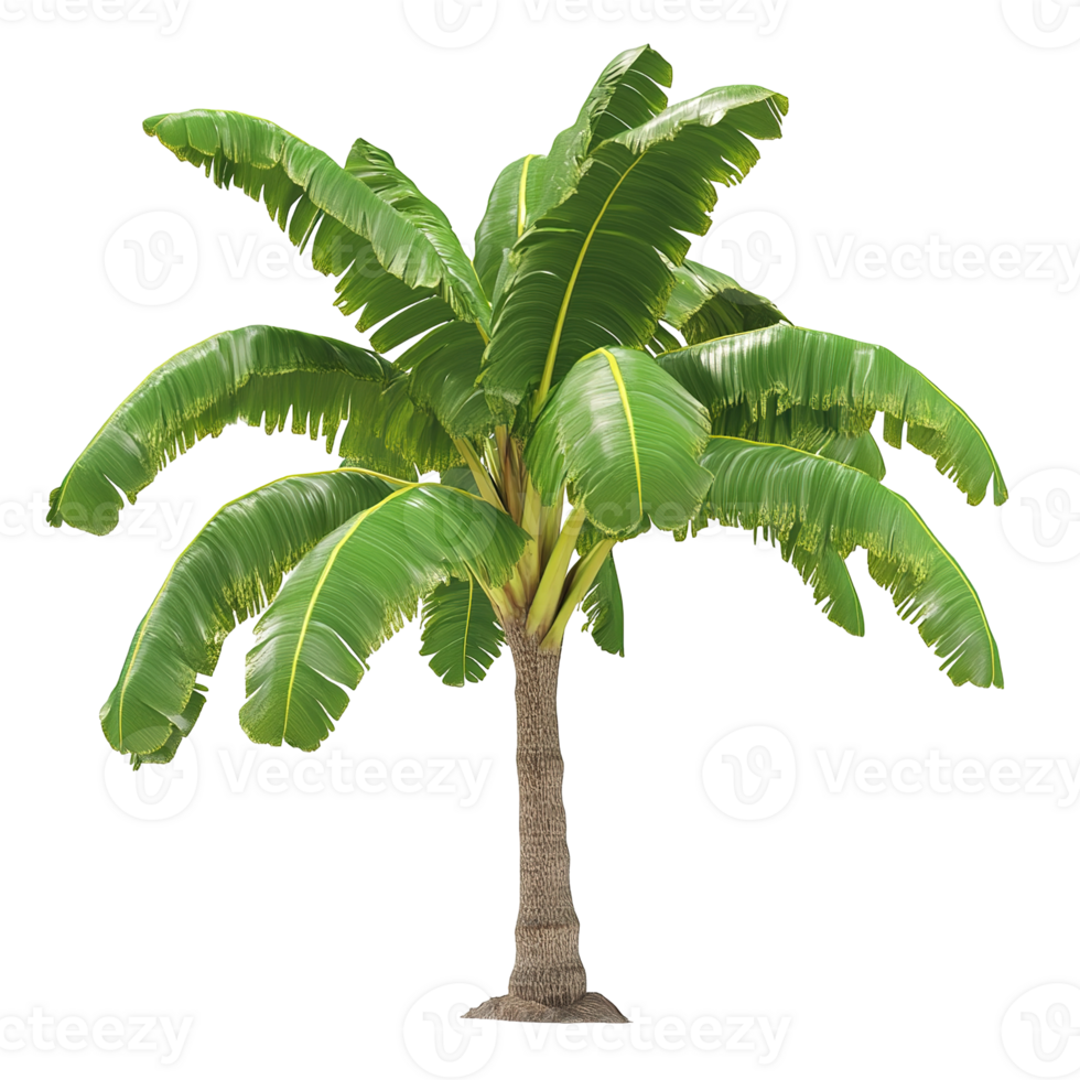 A tropical palm tree with lush green fronds is displayed png
