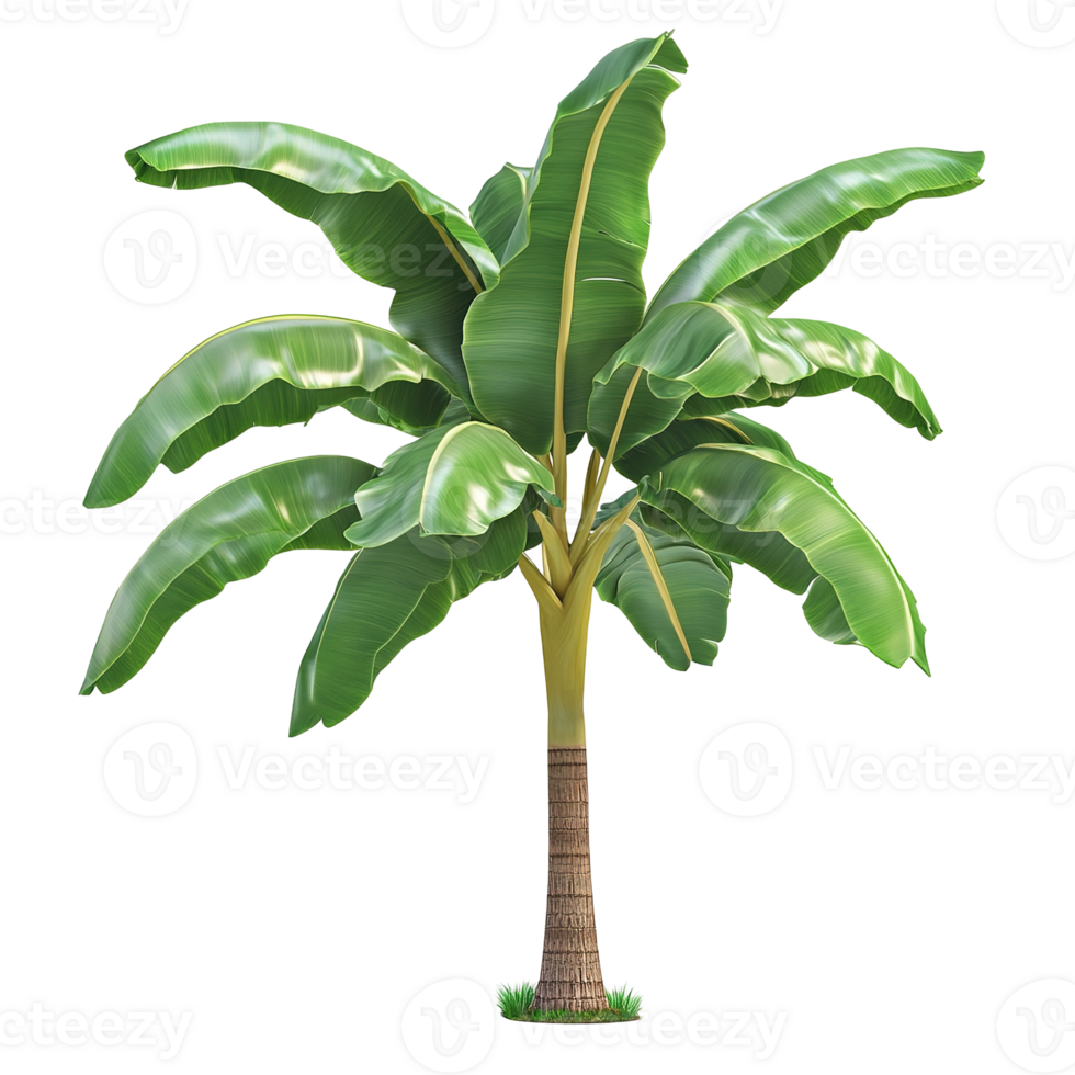 A realistic detailed tropical banana tree displayed isolated on transparent background. png
