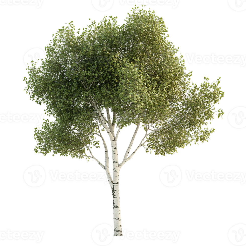 A beautiful tree with green leaves and a white bark png