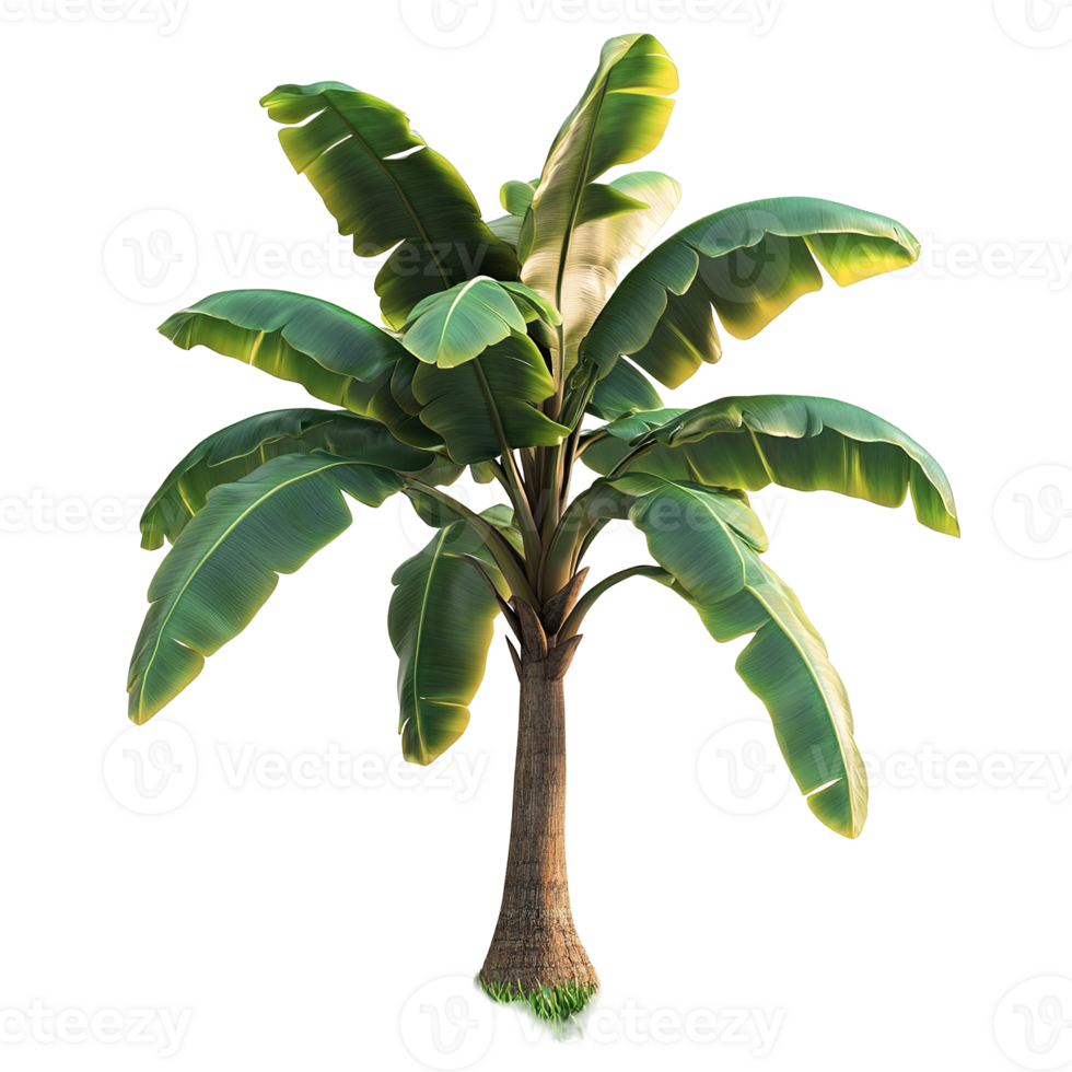 Green tropical plant featuring large leaves and a textured trunk isolated on transparent background. png