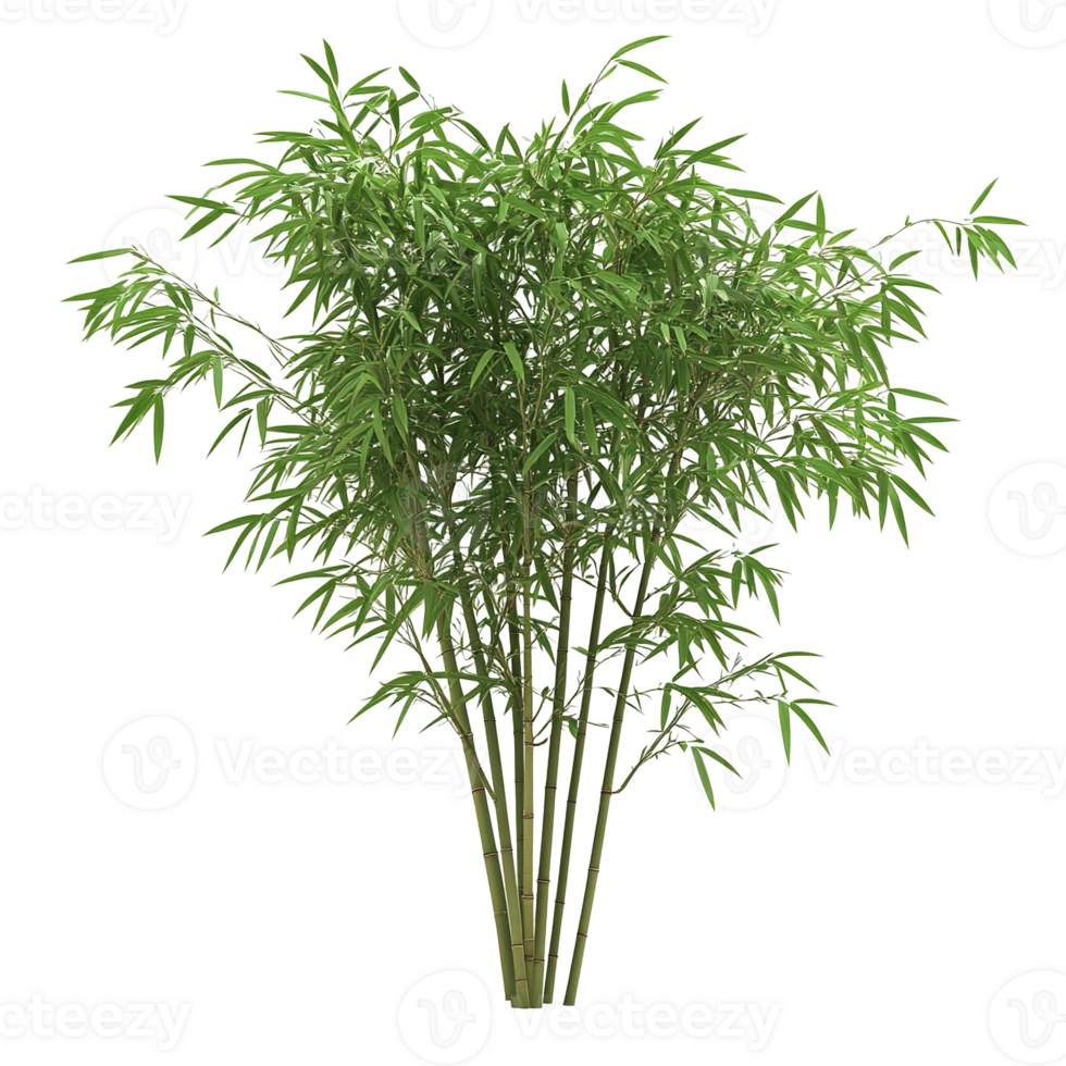 An isolated green bamboo plant with many long slender leaves isolated on transparent background. png