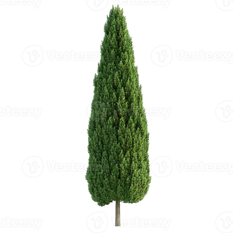 A tall evergreen conifer tree with dense green foliage png