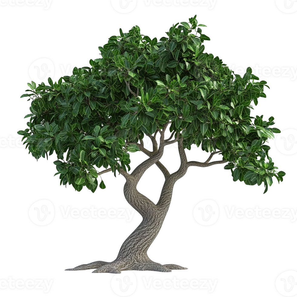 Lush green tree with twisting trunk isolated on transparent background. png