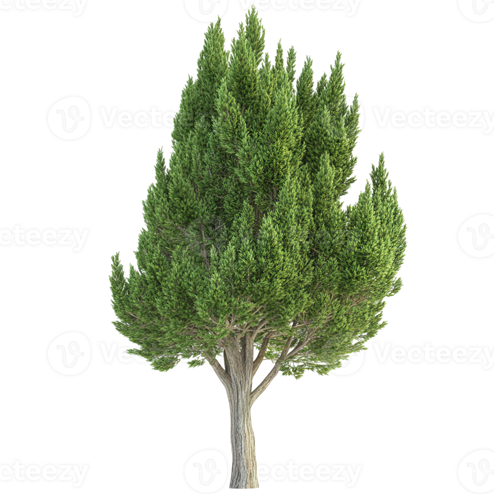 A solitary evergreen tree displaying green foliage and brown trunk png