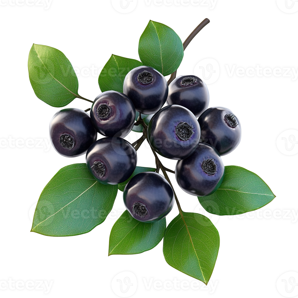 A cluster of ripe dark berries attached to a green branch png
