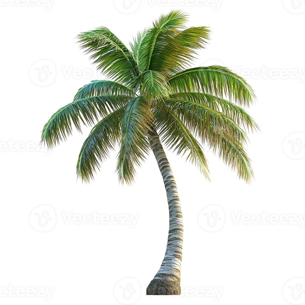 A tall solitary palm tree bends slightly on its trunk png
