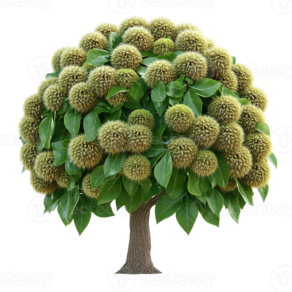 A green tree displays many spiky fruit clusters on its branches png