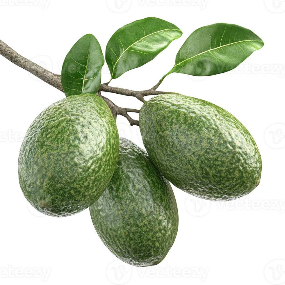 Three green oblong fruits with leaves on a thin tree branch png