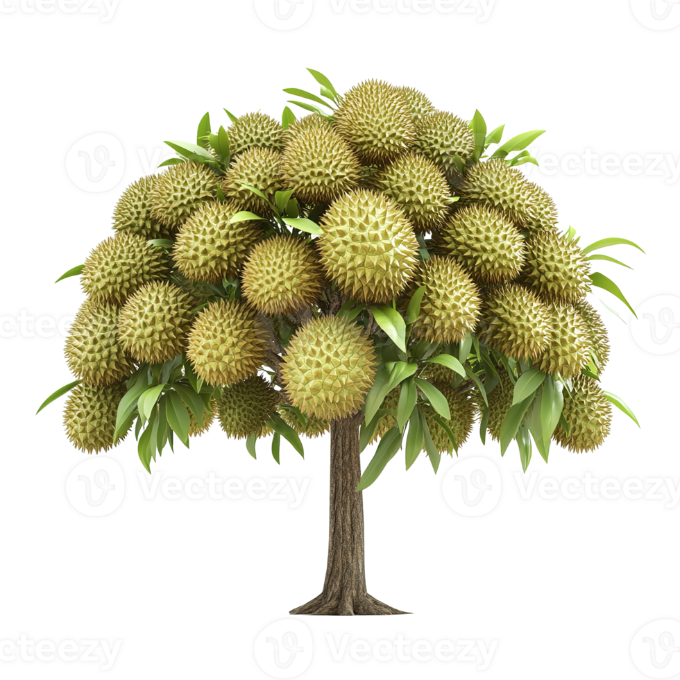 A tree laden with many spiky green fruits and leaves png