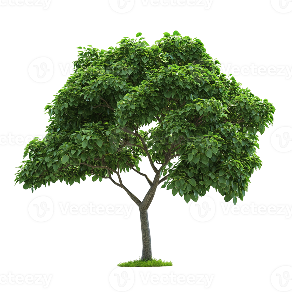 A single green leafy tree with brown trunk and branches png