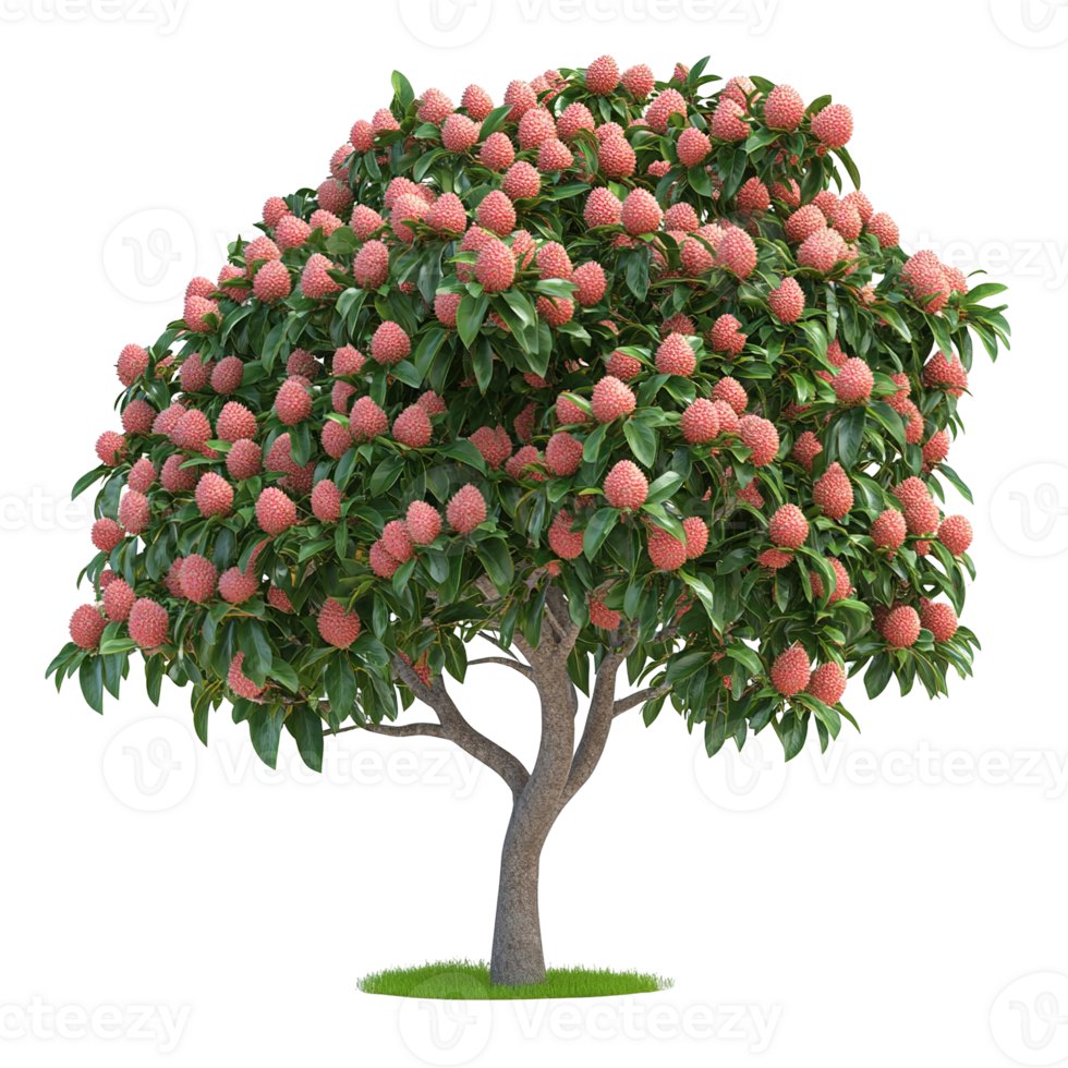 A lush tree with many pink flowerlike fruiting clusters png