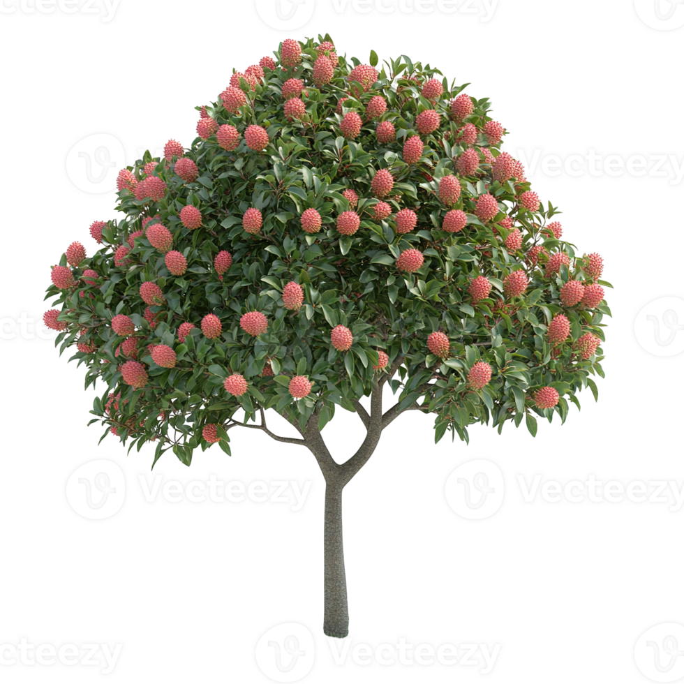 A beautiful tree displaying numerous clusters of red fruit png