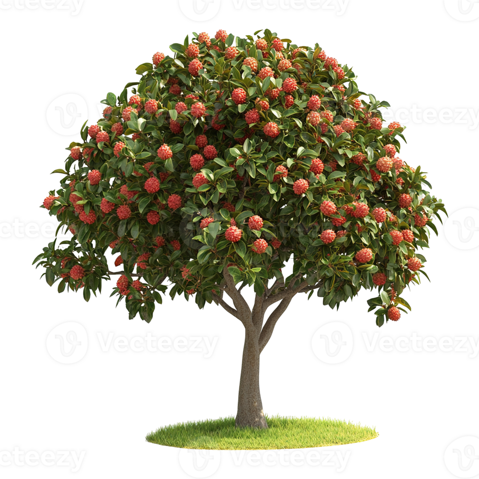 A small flowering tree is laden with red flower clusters png