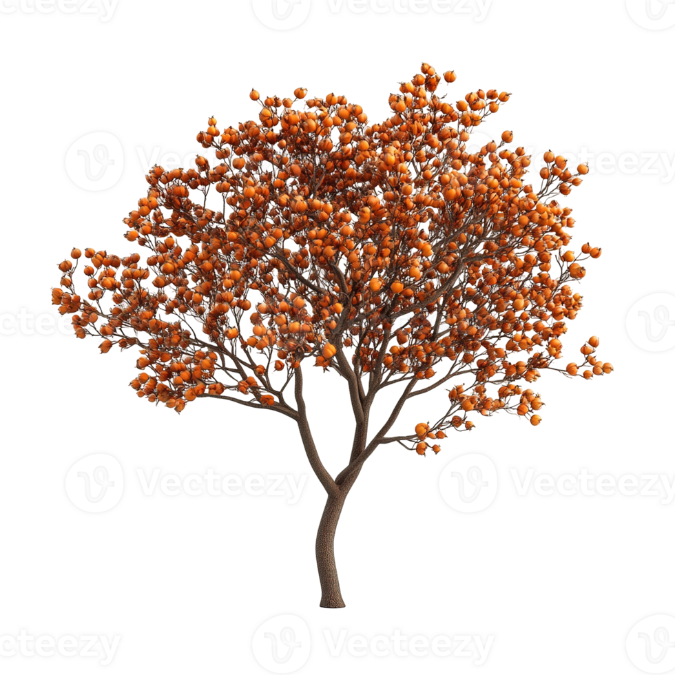 A single tree with orange fruits on a clear background png
