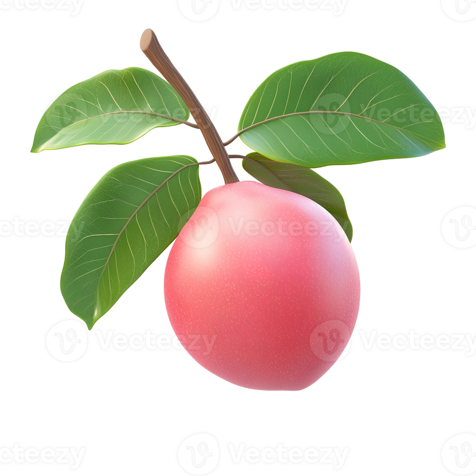 A fresh pink fruit hangs from a leafy brown branch png
