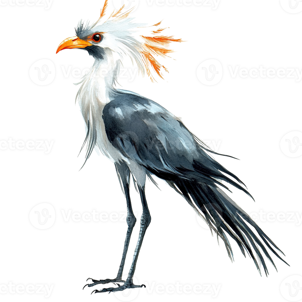A detailed watercolour illustration featuring a secretary bird in profile png