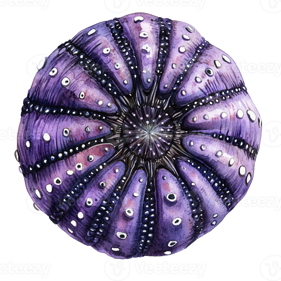 Watercolor Painting Showing A Round Purple Sea Creature png
