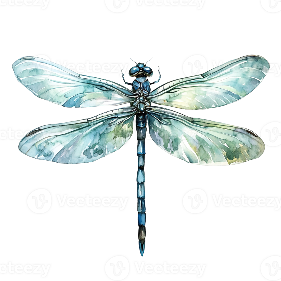 An artistic illustration depicts a beautiful watercolor dragonfly on display png