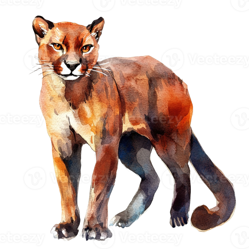 An artistic watercolor painting of a proud cougar standing gracefully png