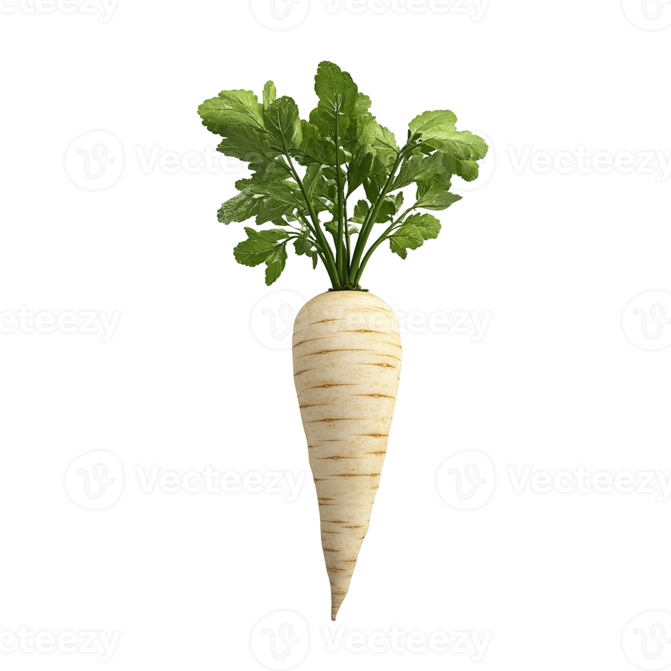 A fresh parsnip with green leaves is displayed in the picture png