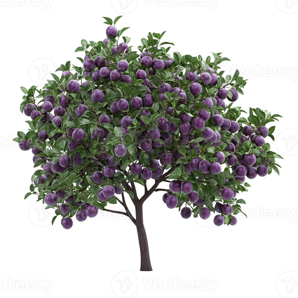 A tree laden with ripe plums showcasing a bountiful harvest png